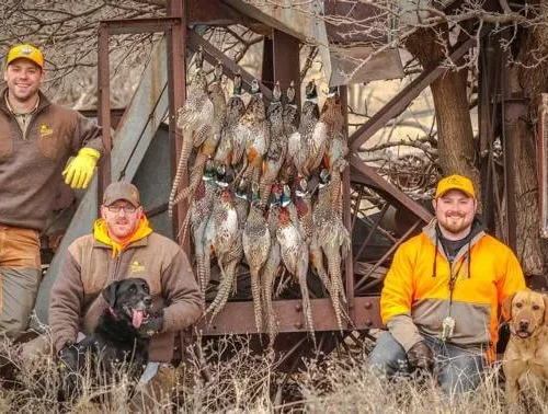 pheasant-1 1